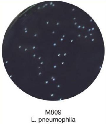 Основа агара для выделения легионелл HiMedia GM809-100G (уп/100 гр)
