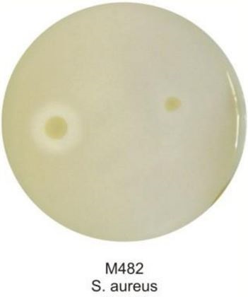 Основа агара для теста на ДНКазу, гранулированная HiMedia GM482-100G (уп/100 гр)