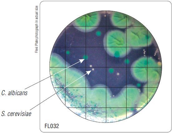 Бакпечатки HiTouch для дифференциации дрожжеподоб.гриб. и плесен HiMedia FL032-50РТ (50 чашек d 55 мм)