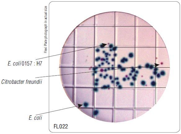 Бакпечатки HiTouch для обнаружения E.coli и колиформных бактерий HiMedia FL022-50РТ (50 чашек d 55 мм)