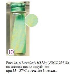 Среда скошенная Левенштейна–Йенсена без препаратов HiMedia SL001-25SL (25 фл.)
