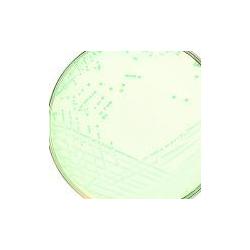 ХайХром агар для обнаружения и подсчета E. coli HiMedia M1295I-100G (уп/500 гр)